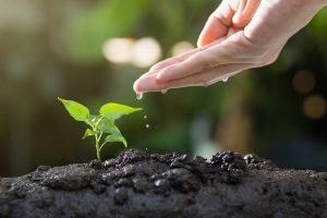 TREE PLANTING pROJECTS